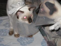 more kittens